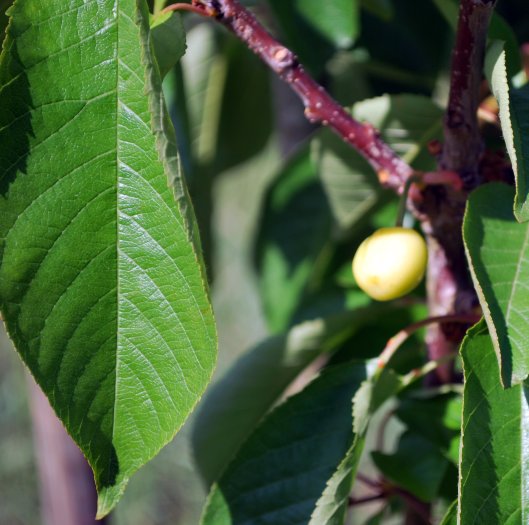 Prunus avium